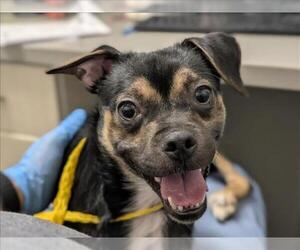 Chug Dogs for adoption in Las Vegas, NV, USA