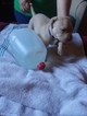 Small Photo #1 American Bully Puppy For Sale in APACHE JCT, AZ, USA