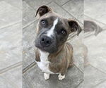 Small #5 Boxer Mix