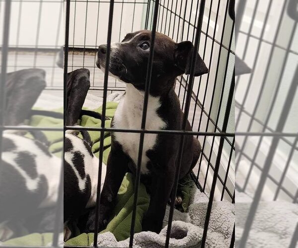 Medium Photo #1 American Pit Bull Terrier Puppy For Sale in New Orleans, LA, USA
