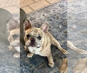 Father of the French Bulldog puppies born on 05/24/2025