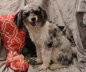 Mother of the Cavapoo puppies born on 05/08/2025