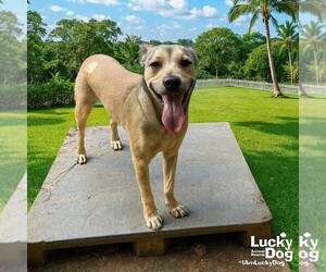 Mutt Dogs for adoption in Washington, DC, USA