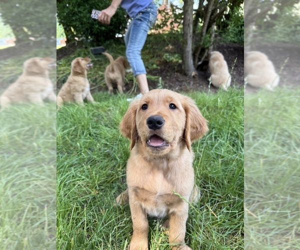 Medium Photo #5 Golden Retriever Puppy For Sale in BATTLE GROUND, WA, USA