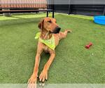 Small #1 Rhodesian Ridgeback Mix
