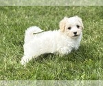Small #11 Maltese