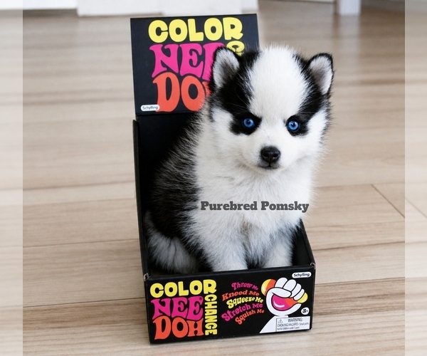 Medium Photo #3 Pomsky Puppy For Sale in KANSAS CITY, MO, USA