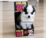 Small #2 Pomsky