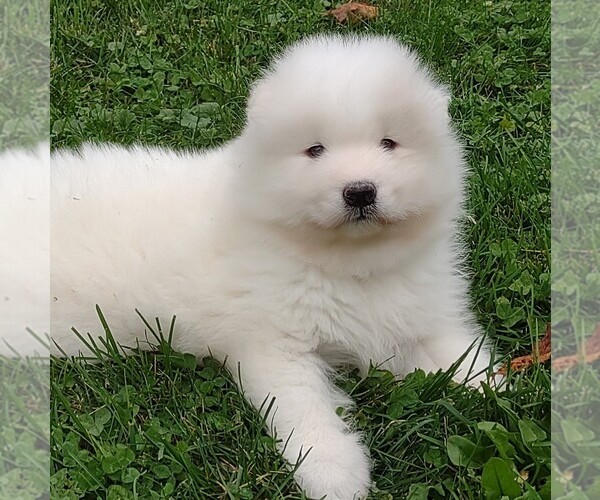 Medium Photo #1 Samoyed Puppy For Sale in STANLEY, WI, USA