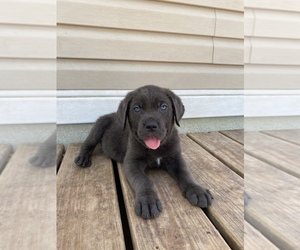 Cane Corso Puppy for sale in DALE, TX, USA