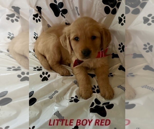 Medium Photo #5 Golden Retriever Puppy For Sale in WASHINGTON COURT HOUSE, OH, USA
