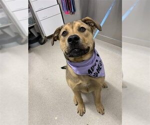 German Shepherd Dog-Unknown Mix Dogs for adoption in Fairbanks, AK, USA