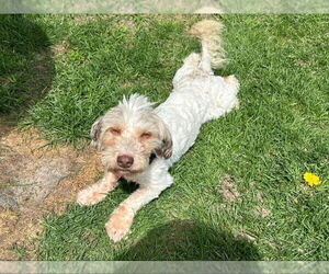 Havanese Dogs for adoption in Mukwonago, WI, USA