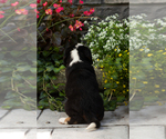 Small #3 Bernese Mountain Dog