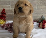 Puppy Ike Golden Retriever