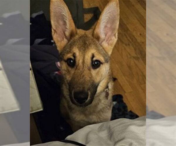 Medium Photo #1 German Shepherd Dog Puppy For Sale in Ogden, UT, USA