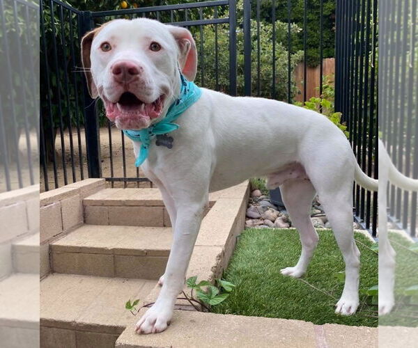 Medium Photo #7 American Pit Bull Terrier-Unknown Mix Puppy For Sale in Redlands, CA, USA