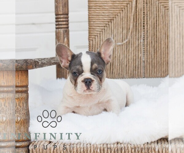 Medium Photo #4 French Bulldog Puppy For Sale in HONEY BROOK, PA, USA