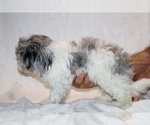 Small #9 ShihPoo