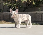 Small #2 French Bulldog