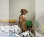 Small #2 Chihuahua
