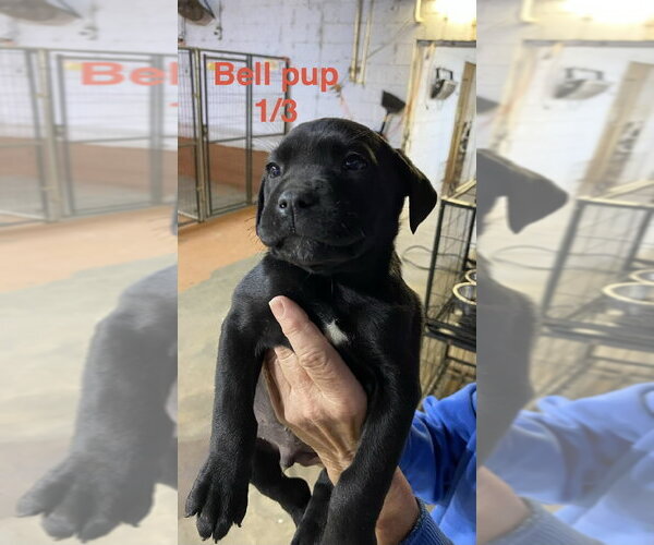 Medium Photo #2 Labrador Retriever-Unknown Mix Puppy For Sale in Brooksville, FL, USA