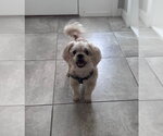 Small Shih Tzu