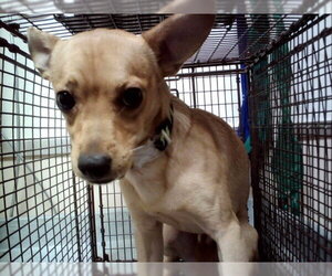 Chihuahua-Unknown Mix Dogs for adoption in Martinez, CA, USA