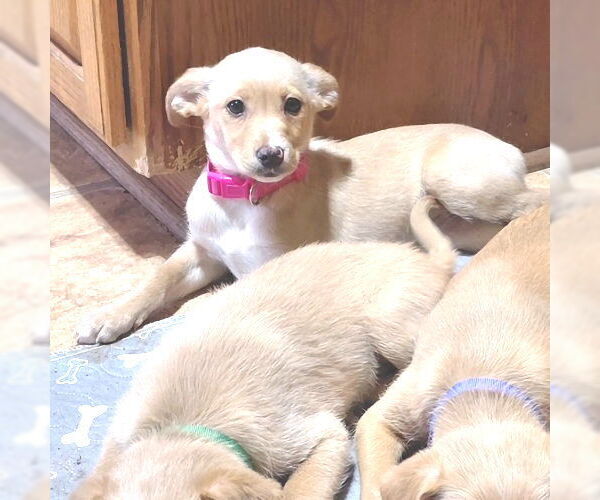 Medium Photo #3 Cheeks Puppy For Sale in Rutherfordton, NC, USA