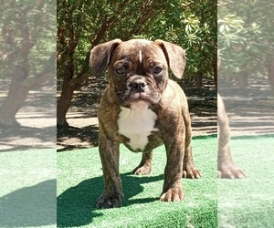 American Bully Puppy for sale in DOS PALOS, CA, USA