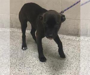 American Pit Bull Terrier-Unknown Mix Dogs for adoption in Conroe, TX, USA