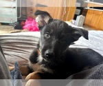 Puppy Orange Girl Gerberian Shepsky