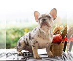 Small #7 French Bulldog