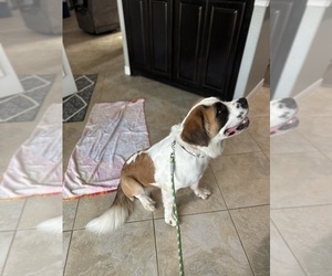 Saint Bernard Puppy for sale in CONROE, TX, USA