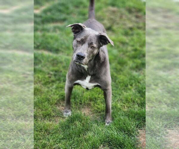 Medium Photo #4 Blue Lacy-Unknown Mix Puppy For Sale in Rosenberg, TX, USA