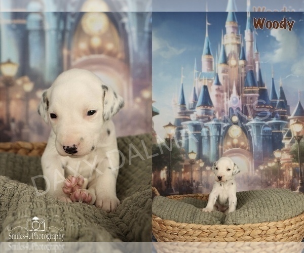 Medium Photo #2 Dalmatian Puppy For Sale in HIGHLAND, IL, USA