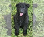 Little Bear - Female German Shepherd Dog Puppy for Sale - Photo #3