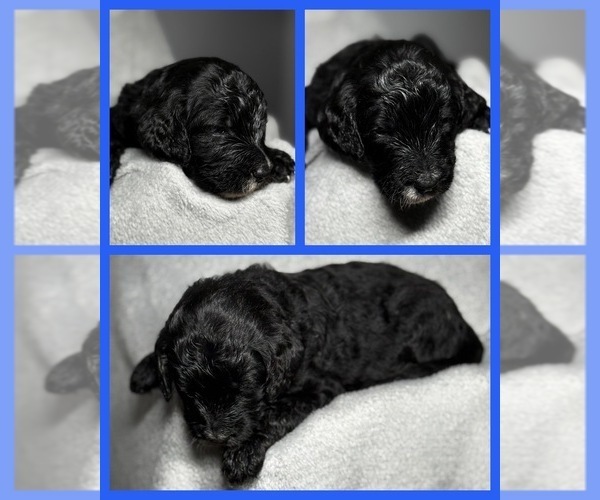 Medium Photo #2 Goldendoodle Puppy For Sale in HOWARD CITY, MI, USA