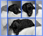 Small Photo #2 Goldendoodle Puppy For Sale in HOWARD CITY, MI, USA