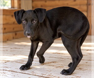 Toto ~ meet me! - Male Labbe Dog for Adoption - Photo #4