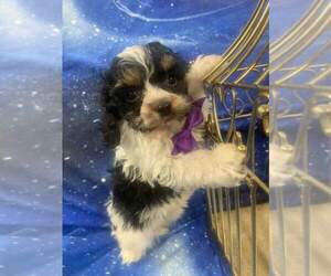 Cocker Spaniel-Poodle (Miniature) Mix Puppy for sale in INDIANAPOLIS, IN, USA