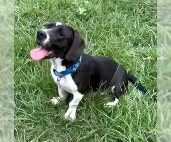 Medium Photo #1 Basset Hound-Unknown Mix Puppy For Sale in Deepwater, NJ, USA