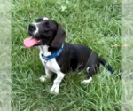 Small Basset Hound Mix