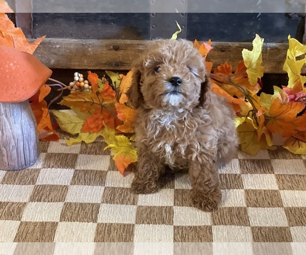 Medium Photo #2 Cavapoo (Miniature) Puppy For Sale in FULTON, KS, USA