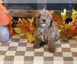 Molly - Female Cavapoo (Miniature) Puppy for Sale - Photo #2