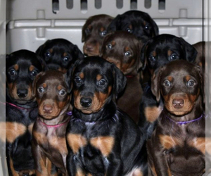 Doberman Pinscher Puppy for sale in SIOUX CITY, IA, USA