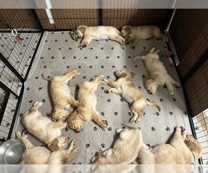 Golden Retriever Litter for sale in BRANDON, FL, USA