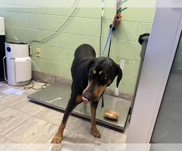 Medium Photo #1 Doberman Pinscher-Unknown Mix Puppy For Sale in Grand Prairie, TX, USA