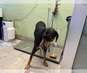 Doberman Pinscher-Unknown Mix Dogs for adoption in Grand Prairie, TX, USA