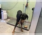 Small Doberman Pinscher Mix
